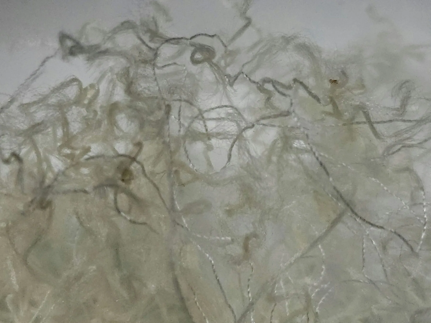 A tangle of loose pale fibres